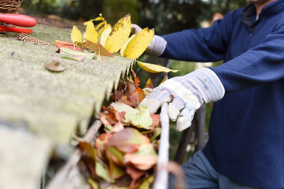 Leaves in eaves. cleaning gutter blocked with autumn leaves.